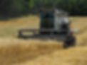 Combining+wheat_RachelLodder.jpeg