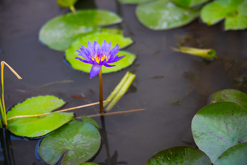 a purple flower in a pond. pai thailand