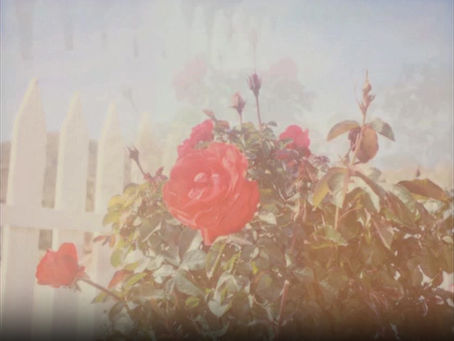 Stefanie Schneider V. 3