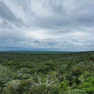 Equitable, Rights-based, and Inclusive Carbon Project Support for the Africa Forest Carbon Catalyst