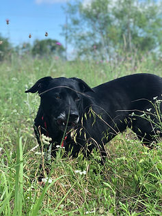 Our black lab, Zeppelin, exploring in a grassy field.
