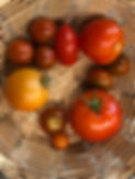 Tomatoes grown in Homegrown's gardens