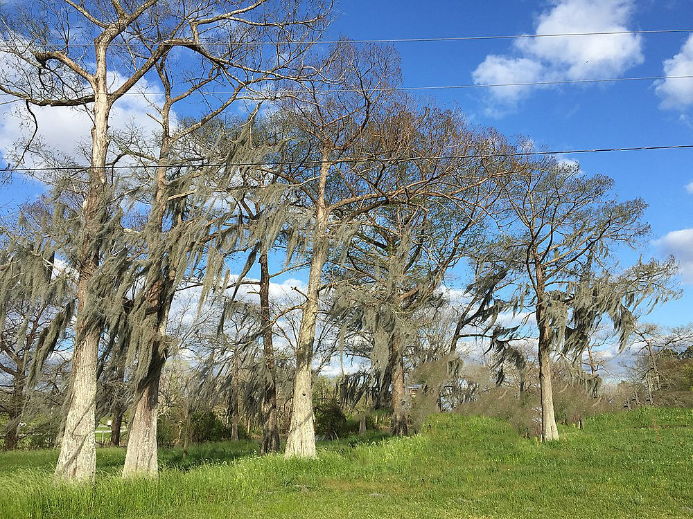 Magnolia Roots Invasive Diseases that affect Southern Magnolia Trees