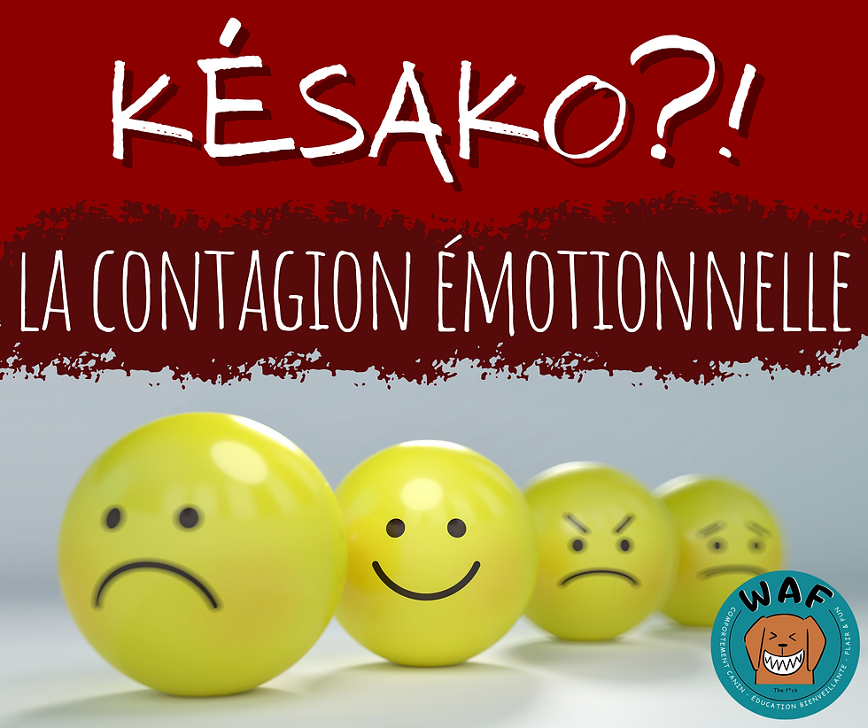 La contagion émotionnelle, c'est quoi?