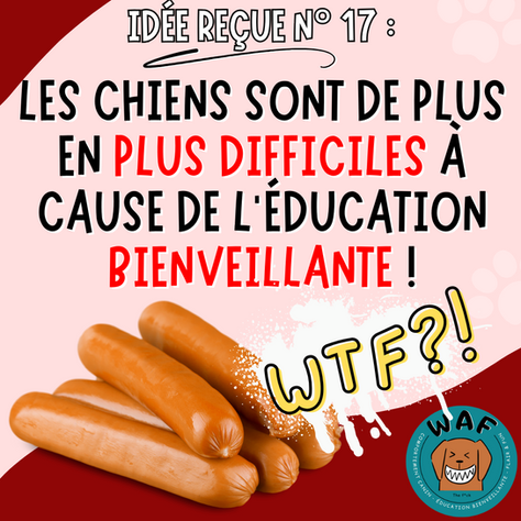 Idée reçue n°17 : si les chiens sont plus difficiles maintenant, c’est à cause de l’éducation positive !