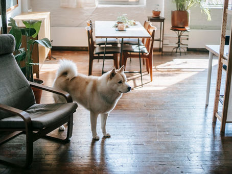 How to Photograph and Market a Home With Pets: The Complete Guide for Okotoks and Foothills Realtors in 2026