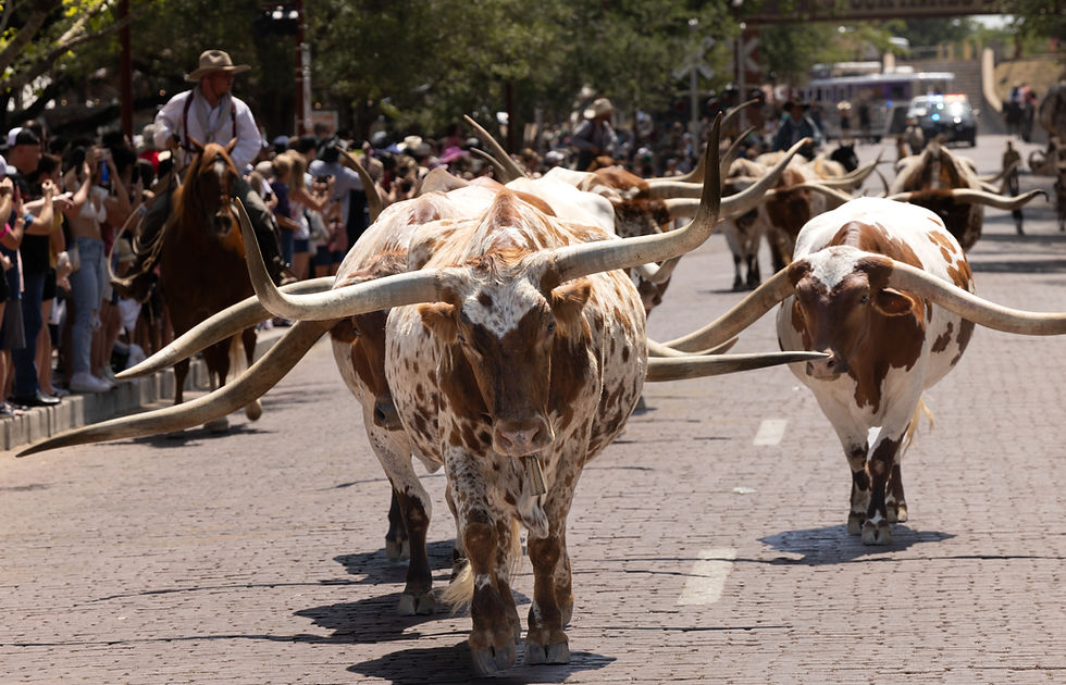 The Herd