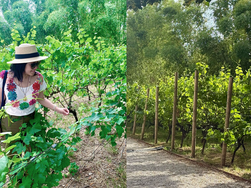 Domaine de la Vigne de Paris-Bagatelle vineyard beside Villa Windsor in the Bois de Boulogne during Jardins, Jardin in Paris