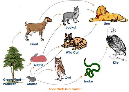 Desert Food Web