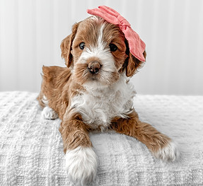 red tuxedo goldendoodle puppy