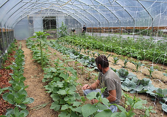 Inside Greenhouse.jpg