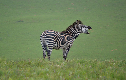 zebra