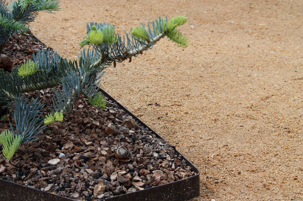 Abies wattesii prostata.jpg