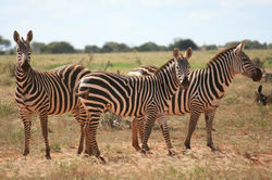 Zebras