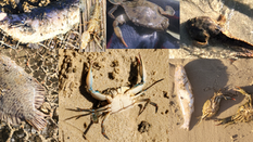Prisons of Atlantis - NAPS Ghost Crab Pot Removal Program