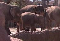 NBC5 Interviews Robert Chadwick After OSHA Cites Fort Worth Zoo