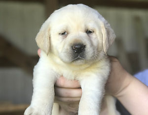 Fix Labs yellow lab puppy face being held