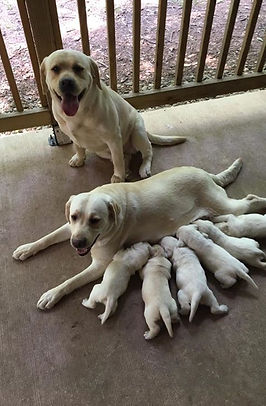 Fix Labs Labrador retriever family puppies dam sire