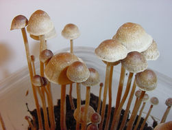 The Rising Trend of Psilocybin Therapy in Calgary