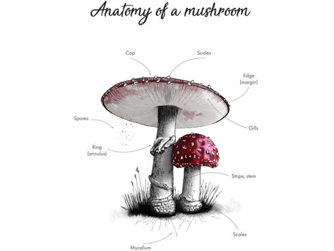 What are Shrooms, AKA Magic Mushrooms. 
