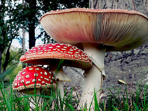 Unveiling the Mysteries of Amanitas: Ethnobotanical Perspectives