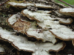 Mushroom Dispensary in Victoria: A New Haven for Healing