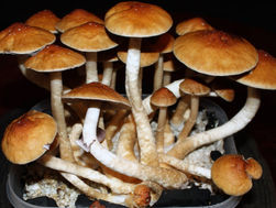 Can Microdosing Make Work Fun AND More Productive?
