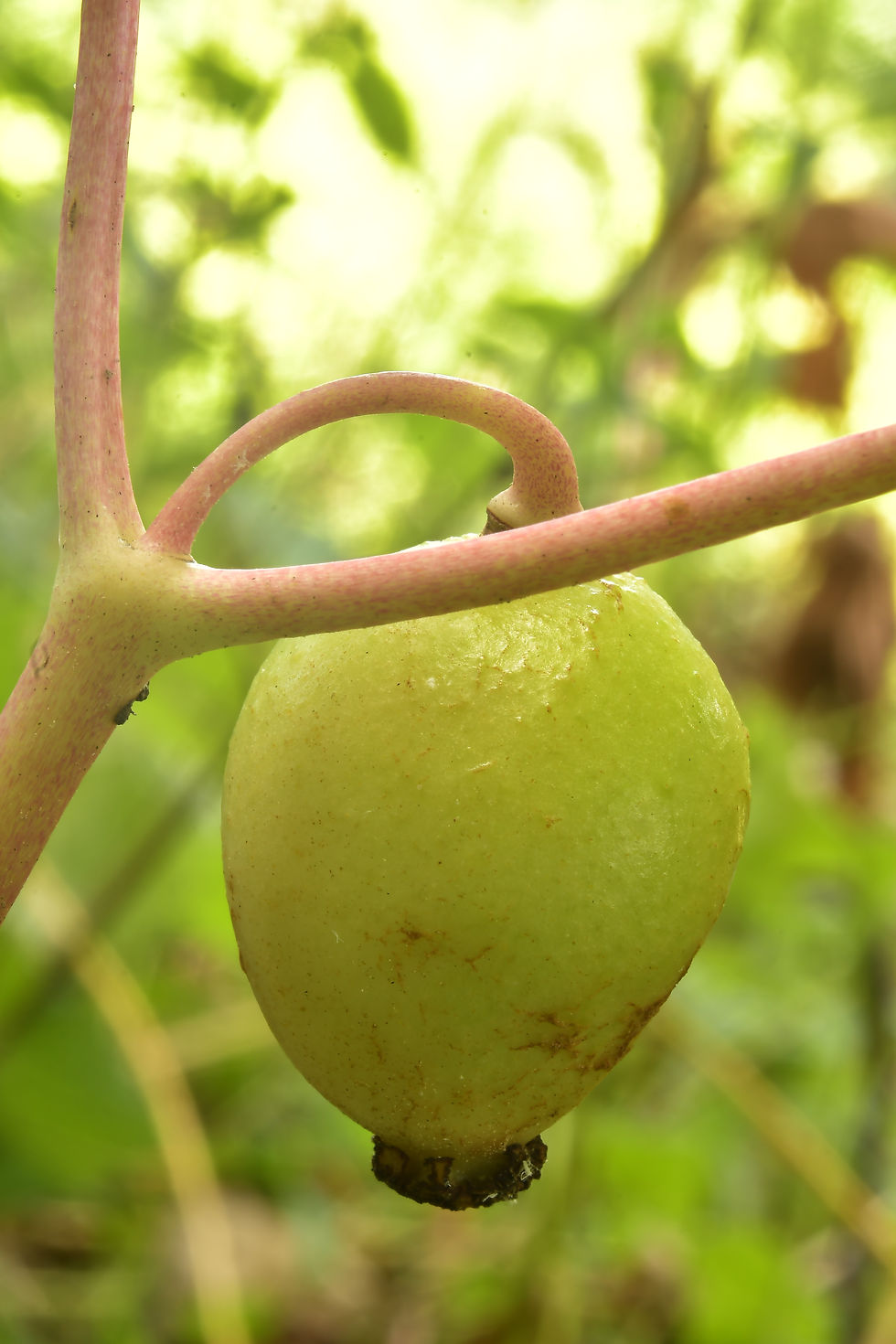 Fig. 8