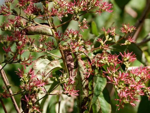 Bloom Report October 2026