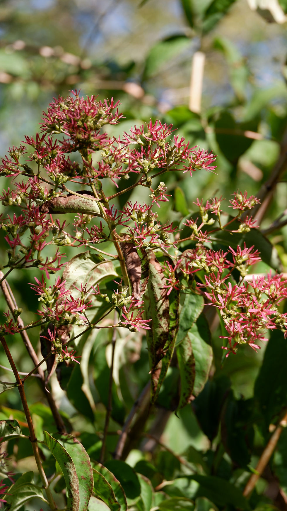 Bloom Report October 2026