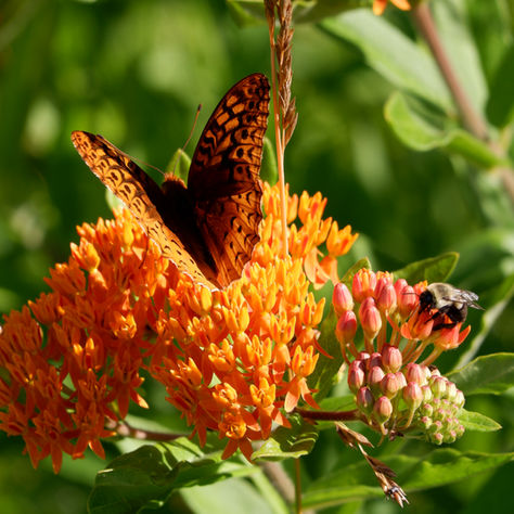 Bloom Report July 2026