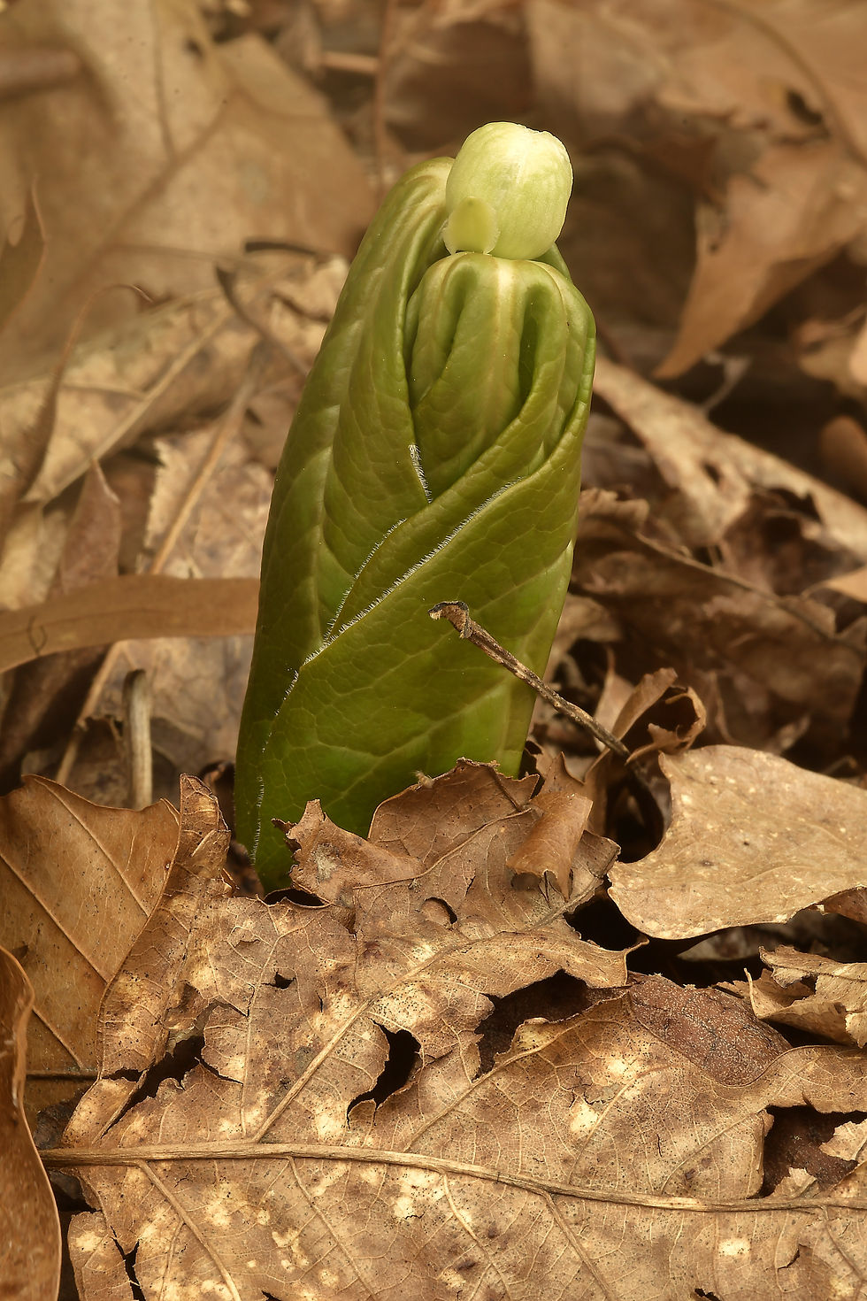 Fig. 2