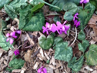 Cyclamen_hederifolium-th