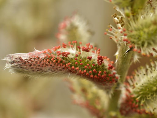 Willows for Winter