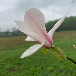 magnolia