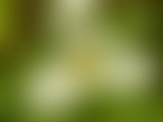 Trillium grandiflorum