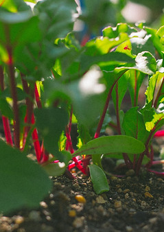 4H Garden (15 of 16).jpg