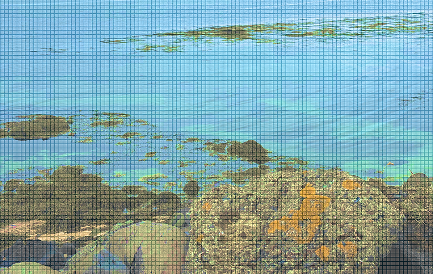 Sea and Moss Pic1.png