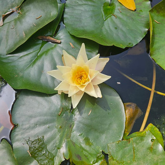 Flora de un carmen