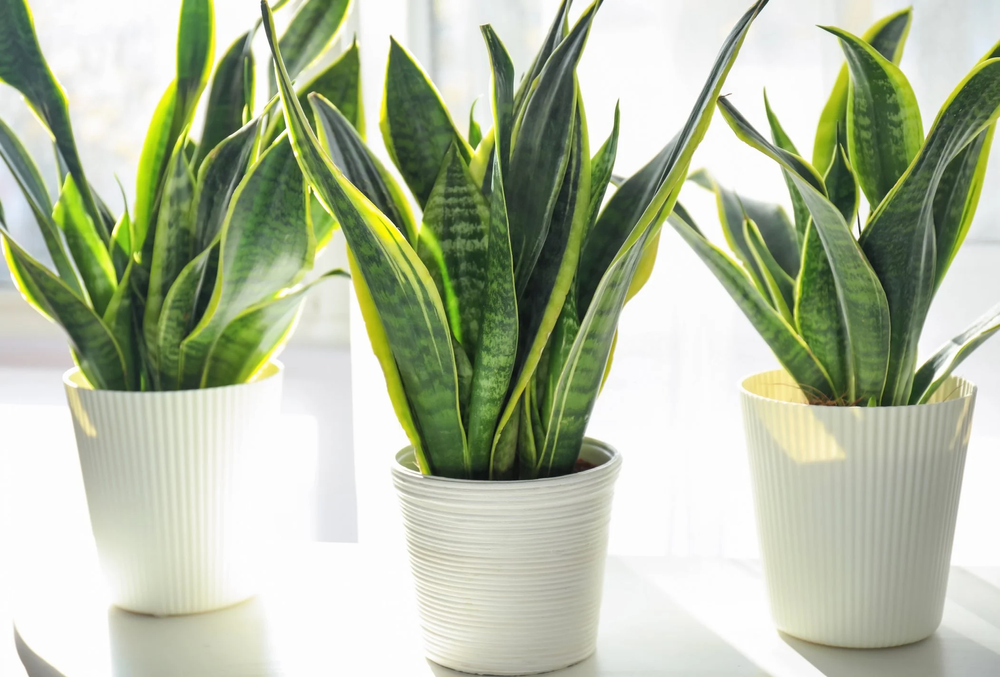 Plants That Are Poisonous to Dogs