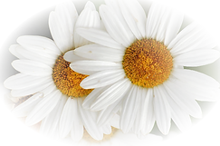 daisy-flower-transparent-23.png