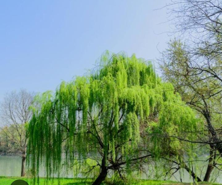 Miniatura: Arboles
