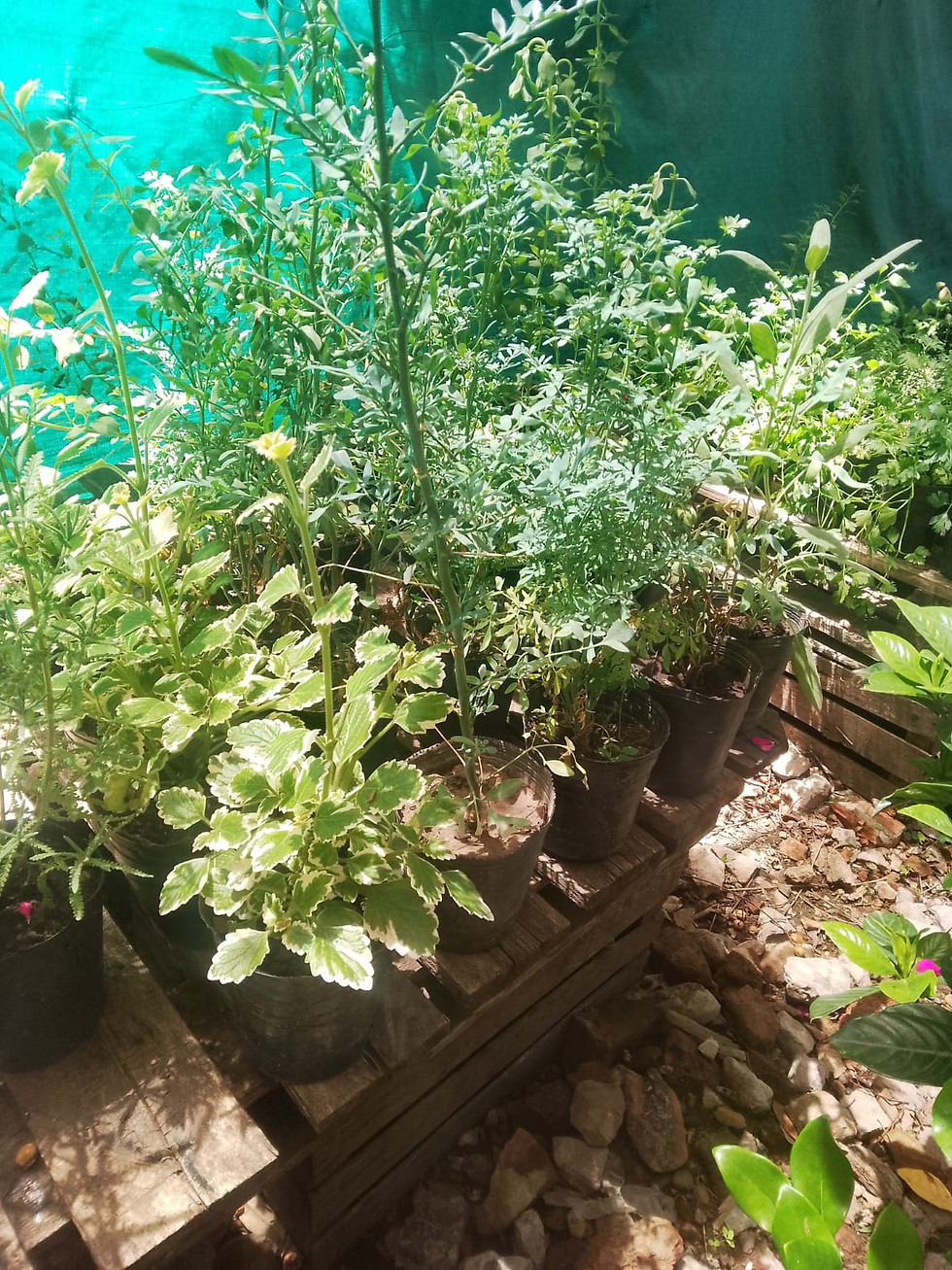 Miniatura: Plantines de aromaticas