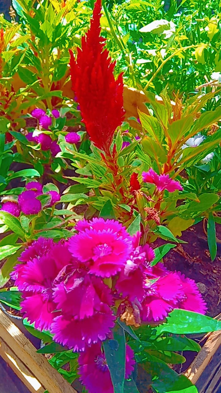 Miniatura: Alegría del hogar, flor de azúcar, clavelina y muchas mas !!!
