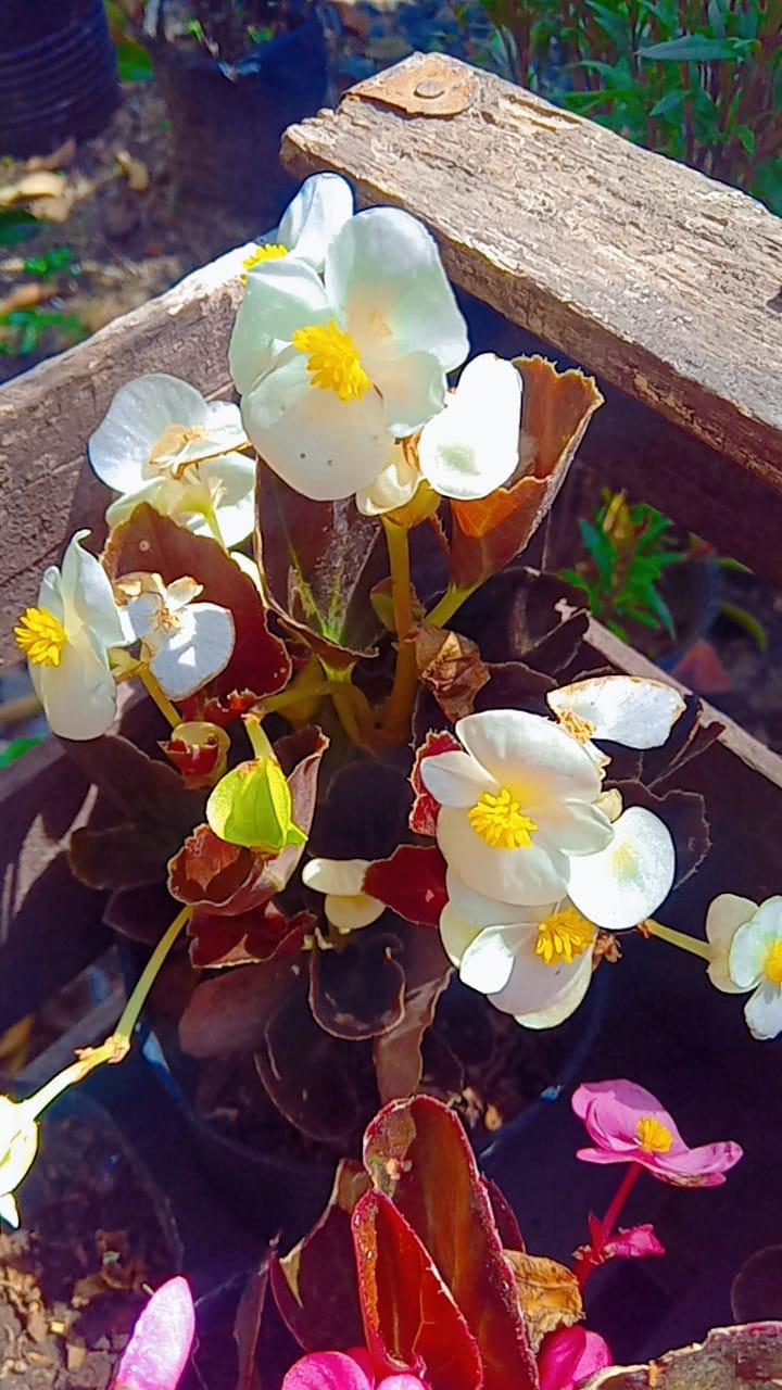 Miniatura: Alegría del hogar, flor de azúcar, clavelina y muchas mas !!!