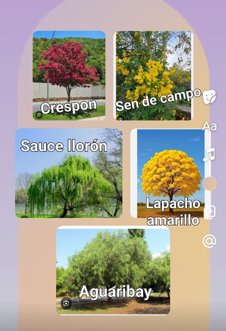 Miniatura: Arboles