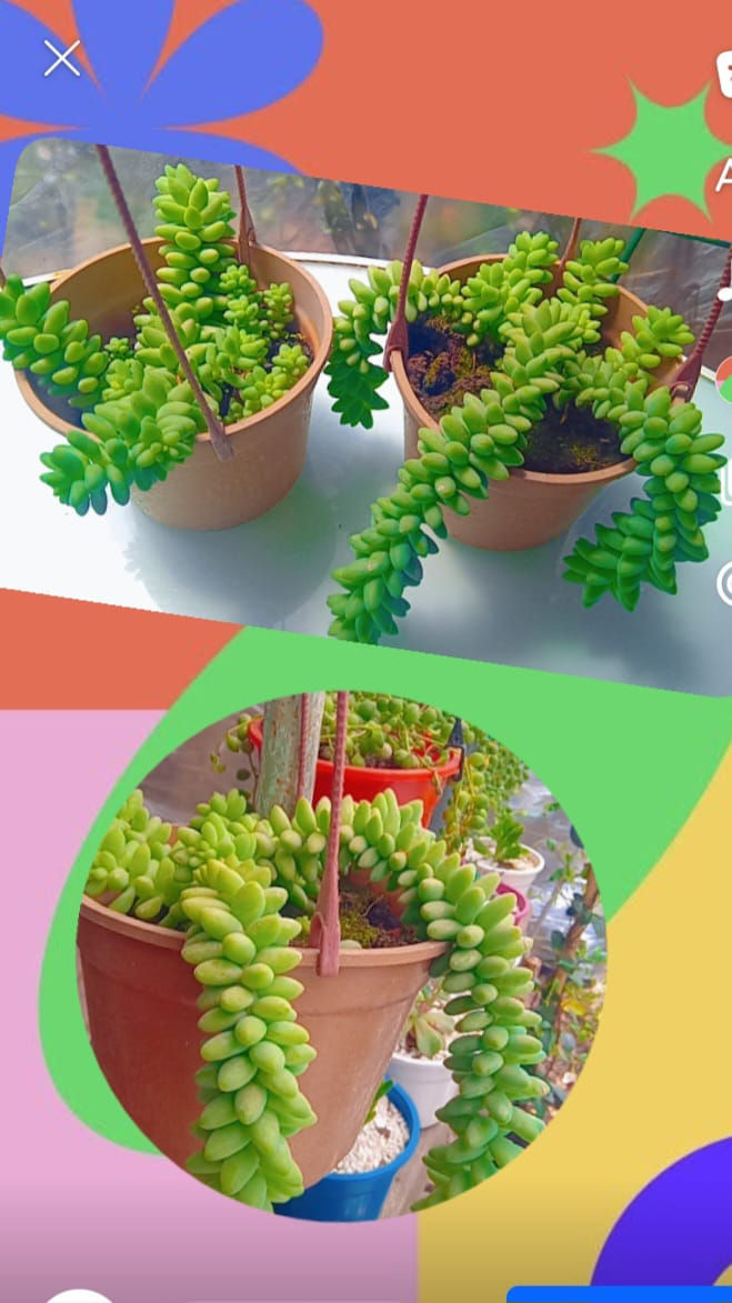 Miniatura: Plantas colgantes