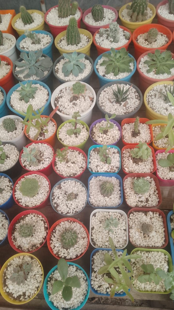 Miniatura: Cactus y suculentas