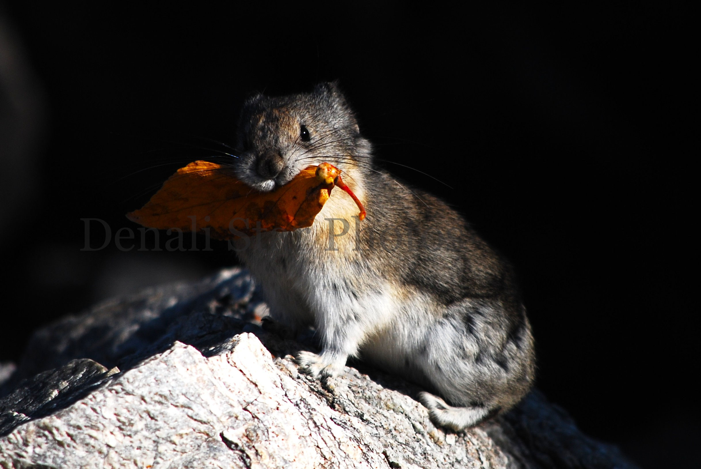 Pika with Leaf