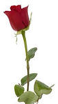 stem%20cell%20rose%20JPG_edited.jpg